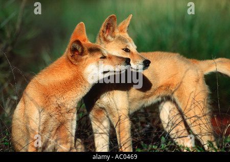 Dingo Canis familiaris dingo a présenté à l'Australie il y a environ 3 000 ans l'Australie Banque D'Images