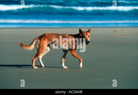 Dingo Canis familiaris dingo a présenté à l'Australie il y a environ 3 000 ans l'Australie Banque D'Images