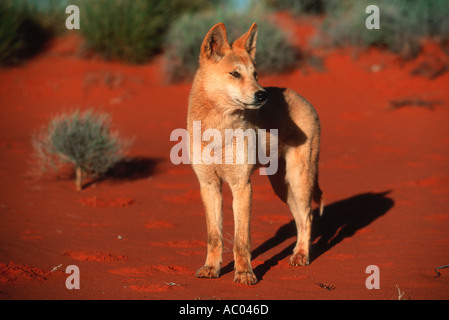 Dingo Canis familiaris dingo a présenté à l'Australie il y a environ 3 000 ans l'Australie Banque D'Images