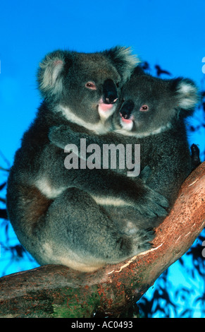 Koala Phascolarctos cinereus Mère avec Joey jeune Australie Banque D'Images
