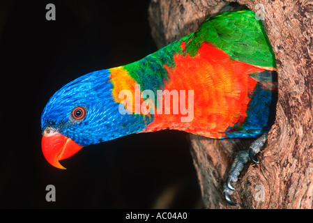 Rainbow Lorikeet Trichoglossus haematodus dans les trous d'arbres en Australie Banque D'Images