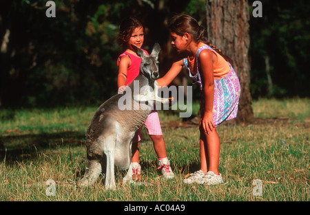 Les enfants de personnes en interaction avec les touristes Australie Kangourou gris Banque D'Images