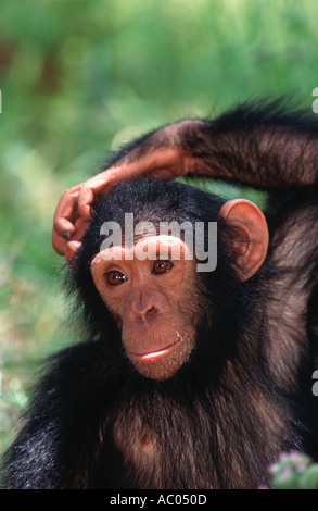 Pan troglodytes chimpanzé chimpanzé mâle Adolescent Chimfunshi orphelinat Zambie Afrique du centre-ouest Banque D'Images