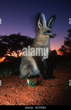 Bat eared fox Otocyon megalotis grandes oreilles sont utilisés pour localiser les proies du désert du Kalahari, Afrique australe et orientale Banque D'Images