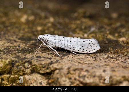 Cherry-oiseaux Hermine Yponomeuta evonymella Banque D'Images