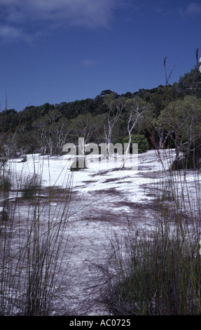 Lac Birrabeen Fraser Island Banque D'Images