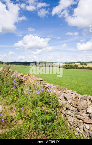 Un paysage vallonné près du village des Cotswolds Gloucestershire de Cutsdean Banque D'Images