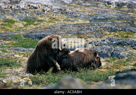 Le BŒUF MUSQUÉ Ovibos moschatus Boeuf musqué Le Bœuf musqué Ovibos moschatus plaine côtière arctique Banque D'Images