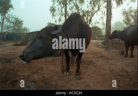 Vaches en Inde Banque D'Images