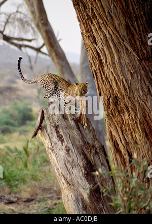 Panthera pardus léopard avec les proies en arbre dans Samuburu Kenya Afrique de l'Est du Parc National Banque D'Images