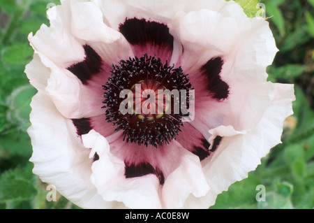 Papaver orientale 'Perry's White', pavot d'orient, fleur blanche, centre pourpre plante de jardin, plantes fleurs coquelicots Banque D'Images