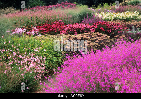 Pensthorpe jardin du millénaire, Norfolk, England, UK, design, designer Piet Oudolf, combinaison de couleurs rose et pourpre, jardin Banque D'Images