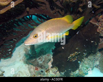 Lutjanus apodus , Maître, Bonaire Banque D'Images