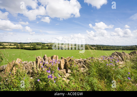 Un paysage vallonné près du village des Cotswolds Gloucestershire de Cutsdean Banque D'Images