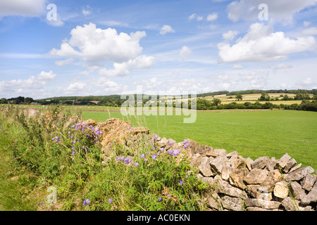 Un paysage vallonné près du village des Cotswolds Gloucestershire de Cutsdean Banque D'Images