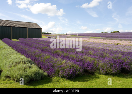 Snowshill Lavender Farm près du village de Snowshill dans les Cotswolds, Gloucestershire, Royaume-Uni Banque D'Images