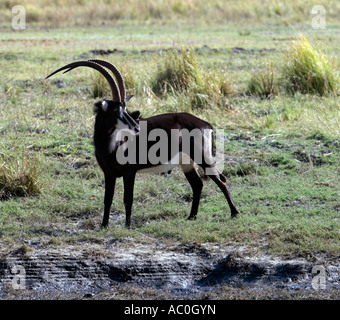 Un homme à l'hippotrague Parc National de Chobe avec leurs manteaux noirs et faces blanches et underbellies Banque D'Images