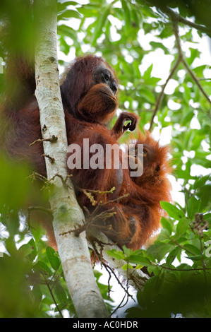 Les orangs-outans sauvages dans les paramètres arboral dans la forêt tropicale près de Sepilok Bornéo Banque D'Images