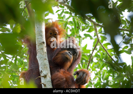 Les orangs-outans sauvages dans les paramètres arboral dans la forêt tropicale près de Sepilok Bornéo Banque D'Images