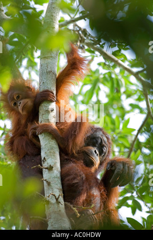 Les orangs-outans sauvages dans les paramètres arboral dans la forêt tropicale près de Sepilok Bornéo Banque D'Images