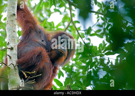 Les orangs-outans sauvages dans les paramètres arboral dans la forêt tropicale près de Sepilok Bornéo Banque D'Images