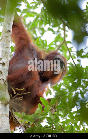 Les orangs-outans sauvages dans les paramètres arboral dans la forêt tropicale près de Sepilok Bornéo Banque D'Images