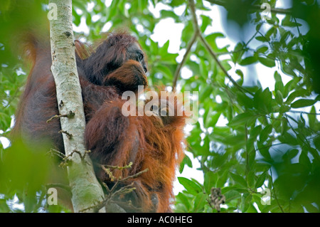 Les orangs-outans sauvages dans les paramètres arboral dans la forêt tropicale près de Sepilok Bornéo Banque D'Images