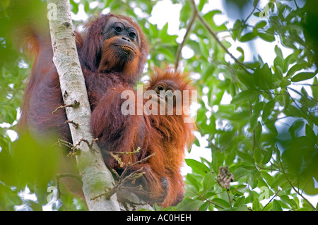 Les orangs-outans sauvages dans les paramètres arboral dans la forêt tropicale près de Sepilok Bornéo Banque D'Images