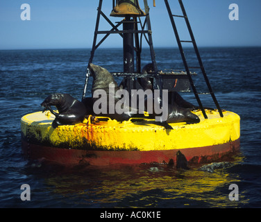 Groupe d'Otaries à fourrure du Cap en Afrique du Sud Arctocephalus pusillus au soleil sur une bouée de navigation Walvis Bay en Namibie Banque D'Images