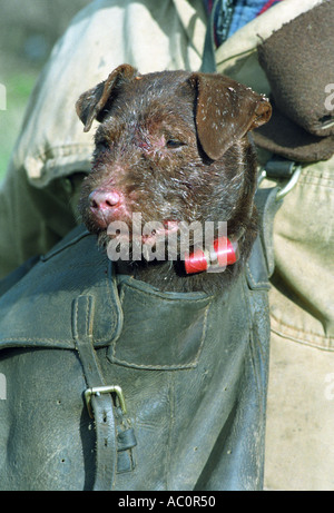 Un chien terrier DANS UN TERRIERMAN AVEC LE SAC DE CHASSE DE BEAUFORT DANS LA LOIRE UK qui est employée pour creuser un renard qui Banque D'Images