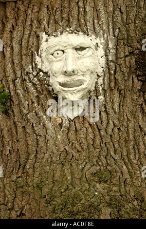 Masque d'argile et joint à tronc de chêne centenaire Banque D'Images