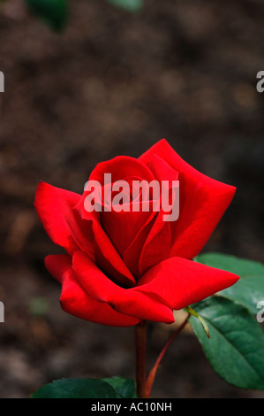 Rose rouge,nommé Ingrid Bergman. Banque D'Images