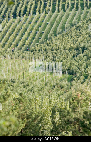 Lignes d'arbres avec plein de caisses de pommes fraîchement cueillies Vinschgau, Alto Adige, Italie Banque D'Images