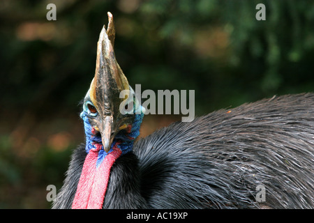 Libre d'un Casoar Sud Casuarius colorés volent pas casarius gros oiseau de la faune Banque D'Images