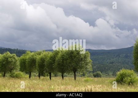 Un paysage en polonais Bieszczady Banque D'Images