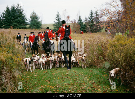 Hounds;Chevaux et cavaliers en uniforme rouge à Hunt Club Canada Ontario Caledon hunters sur les chevaux avec des chiens de chasse à courre Banque D'Images