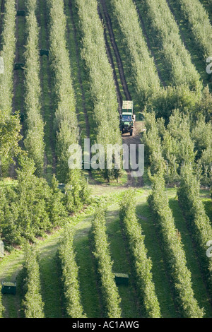 Transport de pommes par tracteurs Vinschgau les rangées d'arbres, l'Alto Adige, Italie Banque D'Images