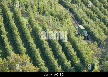 Transport de pommes par tracteurs Vinschgau les rangées d'arbres, l'Alto Adige, Italie Banque D'Images