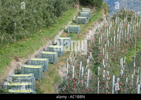 Caisses de pommes fraîchement cueillies Vinschgau, Alto Adige, Italie Banque D'Images