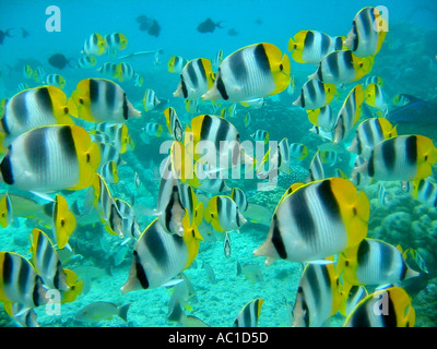 Des poissons colorés dans un lagon tropical à Tahiti en Polynésie française, Pacifique Sud Banque D'Images