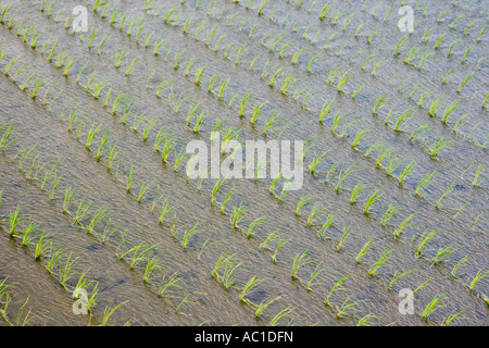 De plus en plus minuscule des plants de riz dans le champ inondé dans la province n'en Corée du Sud Banque D'Images