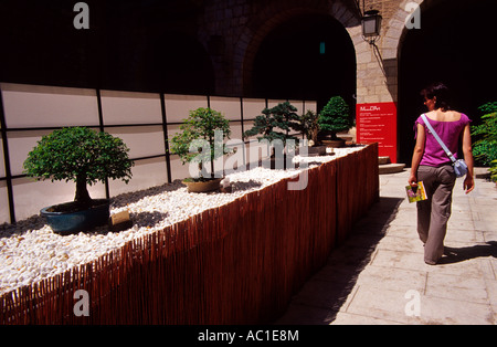 Bonsai exposition pendant le festival des fleurs 'Girona,Temps de Flors' . Girona. La Catalogne. Espagne Banque D'Images