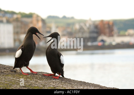 Une paire de guillemot à miroir (Cepphus grylle), au cours de leur danse de cour, Oban, Scotland Banque D'Images