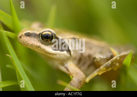 Grenouille Rousse, Rana temporaria, dans l'herbe, de l'Écosse Banque D'Images