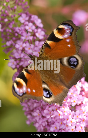 Peacock butterfly, Inachis io, sur Buddleia, Loch Lomond, Ecosse Banque D'Images