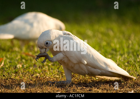 Peu corellas, Cacatua sanguinea Australie Banque D'Images