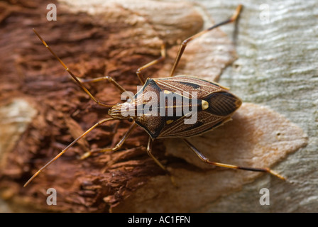 Zebra Gum Tree Shield Bug, Poecilometis histricus sur un eucalyptus, Parc National d'Uluru Banque D'Images