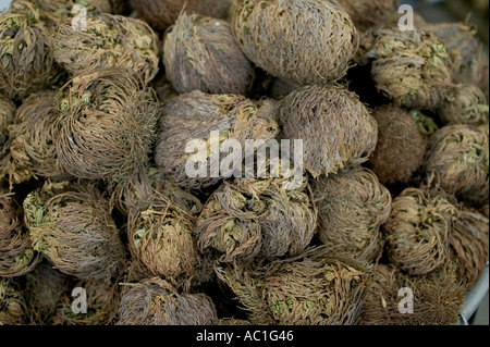 ROSE DES AMPOULES JERICHO - ANASTATICA HIEROCHUNTICA - EN VENTE AU MARCHÉ AUX FLEURS Banque D'Images