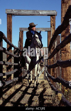 Cowboy et cheval dans une goulotte clôturé sur un ranch de l'ouest des États-Unis Banque D'Images