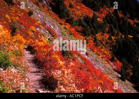 Couleurs d'automne le long du sentier en Bogacheil Olympic National Park Washington Banque D'Images